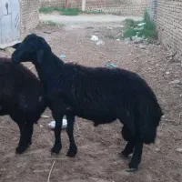 قوچ|حیوانات مزرعه|رامیان, |دیوار