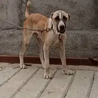 توله نگهبان گله ای