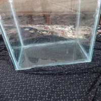 آکواریوم ماهی