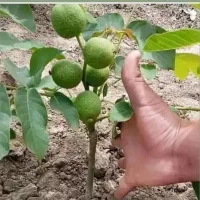 هرس، پیوند، باغبانی