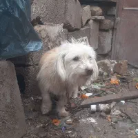 سگ پشمالو و پامرانین