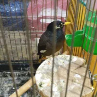 مینای سخنگو و جوجه عروس دستی|پرنده|قم, شهرک مهدیه (مدرس)|دیوار