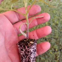 فروش نهال انواع صیفی جان گوجه بادمجان فلفل  خیار|خدمات باغبانی و درختکاری|فارغان, |دیوار