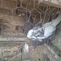 کفتر سینه مشکی ماده خوشگل