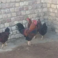 خروس چاق و بزرگ برای جشن