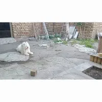 هوشیار حرف گوشکن وسالم
