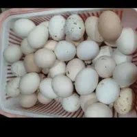 تخم مرغ عربی