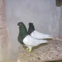 کله