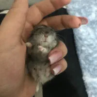 همستر کمپل|موش و خرگوش|خمین, |دیوار