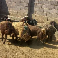 میش جوان تخمی