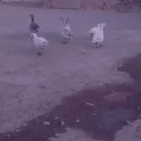 چهارتا غاز فروشی