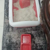 واگذاری گربه با وسایل|گربه|تبریز, |دیوار