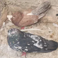 کبوتر|پرنده|تهران, ترمینال جنوب|دیوار