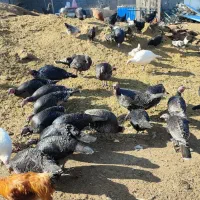 بوقلمون نر و ماده