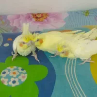 جوجه عروس هلندی مخصوص سخنگو کردن