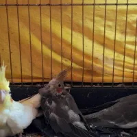 یک جفت عروس هلندی مولد|پرنده|گرمدره, |دیوار