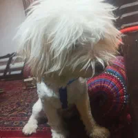 سگ اشپیز|سگ|قدس, شهر‌قدس|دیوار