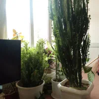 گل و کاکتوس|گل و گیاه طبیعی|پیر بکران, |دیوار