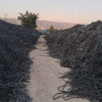 خریدار تیپ بهترین قیمت تو زمین و جمع شدش|خدمات باغبانی و درختکاری|زنجان, |دیوار