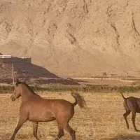 اسب|اسب و تجهیزات اسبسواری|قلعه شاهین, |دیوار