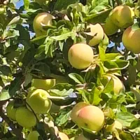 سیب زرد و قرمز|خوردنی و آشامیدنی|بیجار, |دیوار