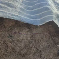 یونجه|لوازم جانبی حیوانات|خوی, |دیوار