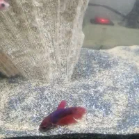 ماهی فایتر نر وماده شکم پر|ماهی|مشهد, نظام دوست|دیوار