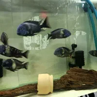 ماهی دبوسی ماسوا