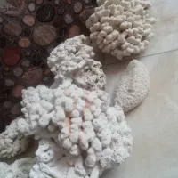 مرجان آکواریوم