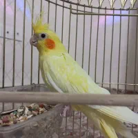 عروس هلندی کامل زعفرونی