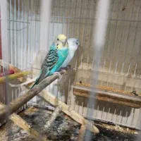 مرغ عشق اصل انگلیسی|پرنده|تهران, سازمان برنامه جنوبی|دیوار