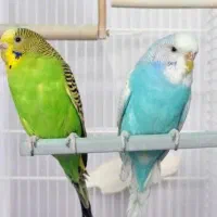 هشت عدد مرغ عشق خوشگل