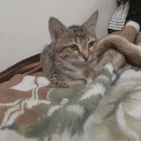 واگذاری بچه گربه ماده،اروم،،