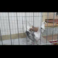 کبوتر نر وماده دوکت المانی|پرنده|بروجرد, |دیوار