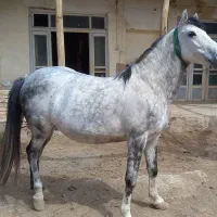 خرید  اسب و مادیان