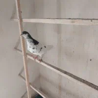 کبوتر|حیوانات|قم, تعویض پلاک|دیوار