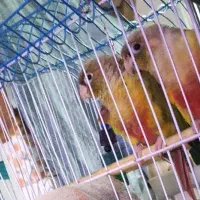 فروش طوطی گرینچیک