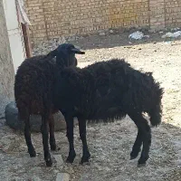 بره ماده قره قزل و قزل افشاری