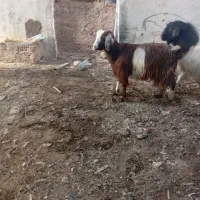 بز و بزغاله|حیوانات مزرعه|مشهد, شهرک صنعتی مشهد|دیوار