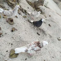 کفتر|پرنده|ماهنشان, |دیوار