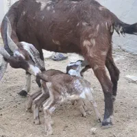 بز جوان و شیری|حیوانات مزرعه|جناح, |دیوار