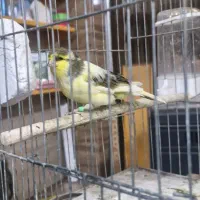 قناری گلاستر|پرنده|جیرفت, |دیوار