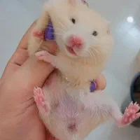 همستر|موش و خرگوش|کازرون, |دیوار