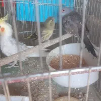 سهره سبز عروس هلندی و الماسی|پرنده|ایلخچی, |دیوار