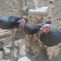 بوقلمون برنز