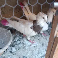 کفتر طوقی|پرنده|شهریار, شهرک بهاران (ویره)|دیوار