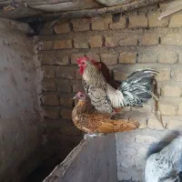 مرغ وخروس مینیاتوری