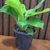 حراج گیاه آپارتمانی طبیعی|گل و گیاه طبیعی|اهواز, آریاشهر|دیوار