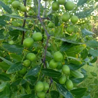 باکیفیترین نهال های موجود درایران از یک تاپنج ساله|خدمات باغبانی و درختکاری|ارومیه, |دیوار
