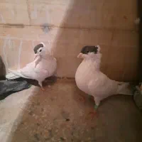 کبوتر نر و ماده کتبسر|پرنده|خرمآباد, |دیوار